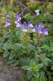 Scutellaria Alpina September 2017 Plants Garden Alpina