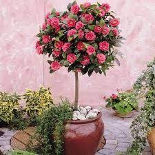 Camelia Tree Camellia Tree Camellia Plant Patio Plants