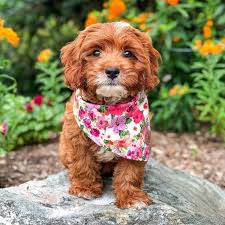 They seldom meet a stranger and love being with. Teacup Cavapoo Mn
