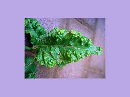 This was one of last years lemons which seemed to take so long. Gall Wasps Citrus Psylla