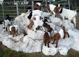 Goat Kids Playing On Rocks Great For Keeping Goats Feet Trimmed Goat Vet Goat Playground Goat Farming Goats