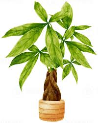 Image result for Pachira glabra