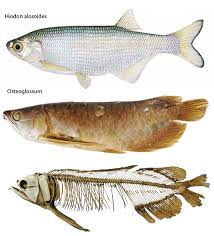 Image result for Hypoxis monanthos