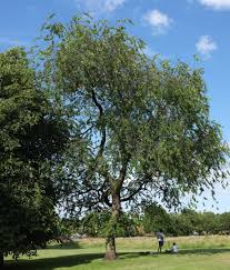 Image result for Prunus serotina