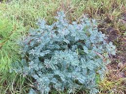 Image result for Tinnea rhodesiana