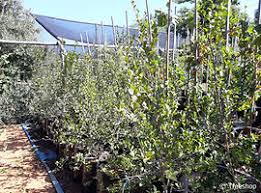 Image result for Combretum hereroense