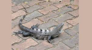 They can grow up to 1.5m (males) and they are recorded to be i love the iguana pics, is very hard to make a great pictures of this animals (i have a green iguana and i don't have a great pics of him) but the best thing. Black Spiny Tailed Iguanas As Pets