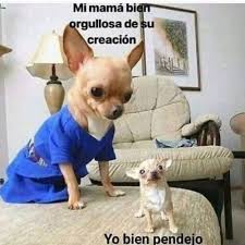 Pin On Perros Graciosos