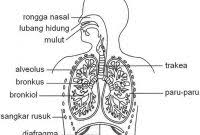 Hidung hidung merupakan alat pernapasan yang terletak di luar dan tersusun atas tulang rawan. Sistem Pernapasan Manusia Dan Fungsinya
