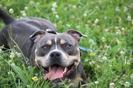 mali 6 2018 aus heilbronn sucht ein neues zuhause tiere suchen ein zuhause niedliche hunde tierheim