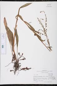 Image result for Cynoglossum lanceolatum