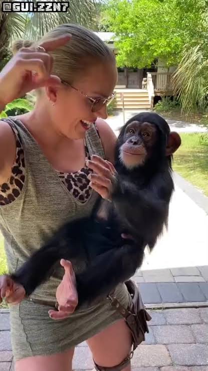 Chimpanzé: O Primata Inteligente e Sociável