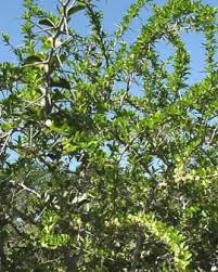 Image result for Dovyalis afra