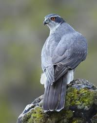 Azor Macho Raubvogel Tiere Falknerei