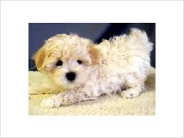 Pin On Maltipoo