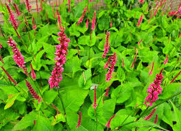 De japanse duizendknoop verspreidt zich razendsnel. Help Heb Ik Japanse Duizendknoop Gekocht Kleinetuinen Nl