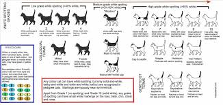 Savannah Cat Size Chart World Of Reference