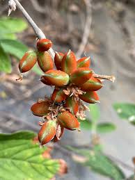 Image result for Flemingia grahamiana