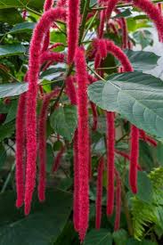 Image result for Acalypha lanceolata