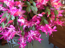 But an indoor garden can exercise your green thumb all year long — and liven up your home, too. Three Houseplants With Winter Flowers Diy Network Blog Made Remade Diy