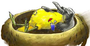 Website tries to help students find 'bird courses'