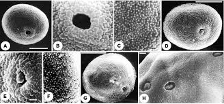 Image result for Dignathia gracilis