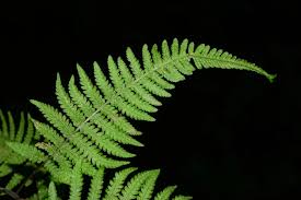 Image result for Thelypteridaceae