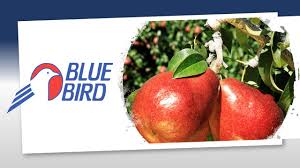 Blue Bird Inc Linkedin Blue bird letra en espanol: bo linkedin com