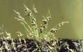 Image result for Lipocarpha