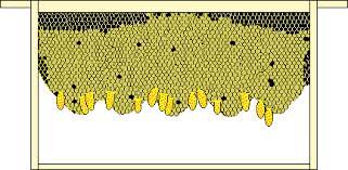 Non-grafting Method for Raising Queens: The Miller Method