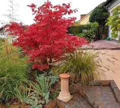 Check spelling or type a new query. Japanese Maple Fertilizer Needs When To Fertilize Japanese Maple Trees