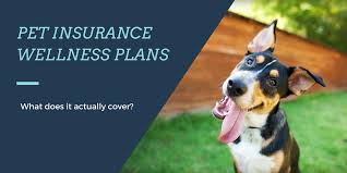 If you're considering health insurance for your dog, you've got some work to do to pick the right coverage. Best Pet Wellness Plans 2021 365 Pet Insurance