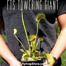 A single plant can have multiple traps, which are essential leaves with. Fts Towering Giant Venus Fly Trap Fly Traps Giants