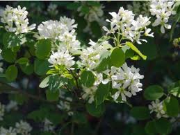 Image result for indiánská borůvka obrázek