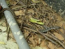 Image result for Amphiasma