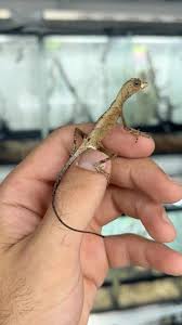 Image result for Anolis scypheus