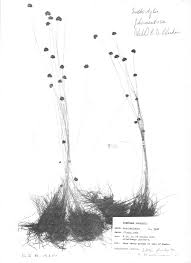 Image result for Bulbostylis filamentosa