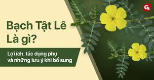 Bạch tật lê là gì? Lợi ích, tác dụng phụ và những lưu ý khi bổ sung