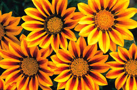 Plant gazanias in containers, beds, rock gardens, or parking strips. Gazania Seed Kings Seeds