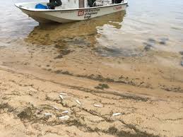 The 70,000 acre lake and its 1,000+ miles of shoreline provide excellent boating, water skiing, swimming, fishing, hiking and. Hundreds Of Dead Fish Wash Up On Shores Of Thurmond Lake Test Results Yield No Answers