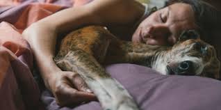 Kopekler Neden Sahipleriyle Uyumak Ister Kedi Kopek Ve Diger Evcil Hayvanlar Icin En Iyi Bakiciyi Bul Petsurfer