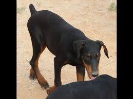 In 1998, the members of doberman initially came together while (puppy) an inexperienced young person. Pin On Doberman Pinscher Puppies For Sale