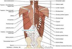 Go to a gym, any gym really, and among the clientele that have a decent amount of muscle mass you're likely to find two types of upper bodies: 30 Back Torso Muscles Ideas Muscle Anatomy Anatomy Massage Therapy