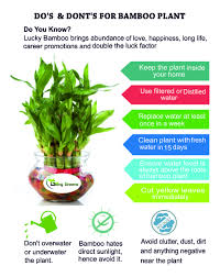 Caring for your bamboo plant. Do S Dont S For Bamboo Plant Bamboo Plants Lucky Bamboo Plants Bamboo Plant Care