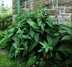 Put a lid on it to contain the odor. Comfrey Is It A Dynamic Accumulator Garden Myths