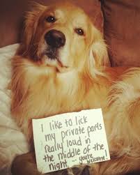Private Parts Liker Dog Shaming Dogs Dog Shaming Photos