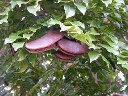 Image result for Erythrophleum