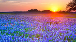 Bluebonnets 1080p 2k 4k 5k Hd Wallpapers Free Download Wallpaper Flare