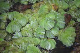 Image result for Salviniaceae