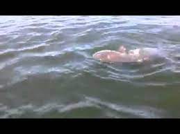 Masshole Goes Insane Over A Big Fish It S A Baby Fu Ing Whale Or Is It Part 1 Youtube